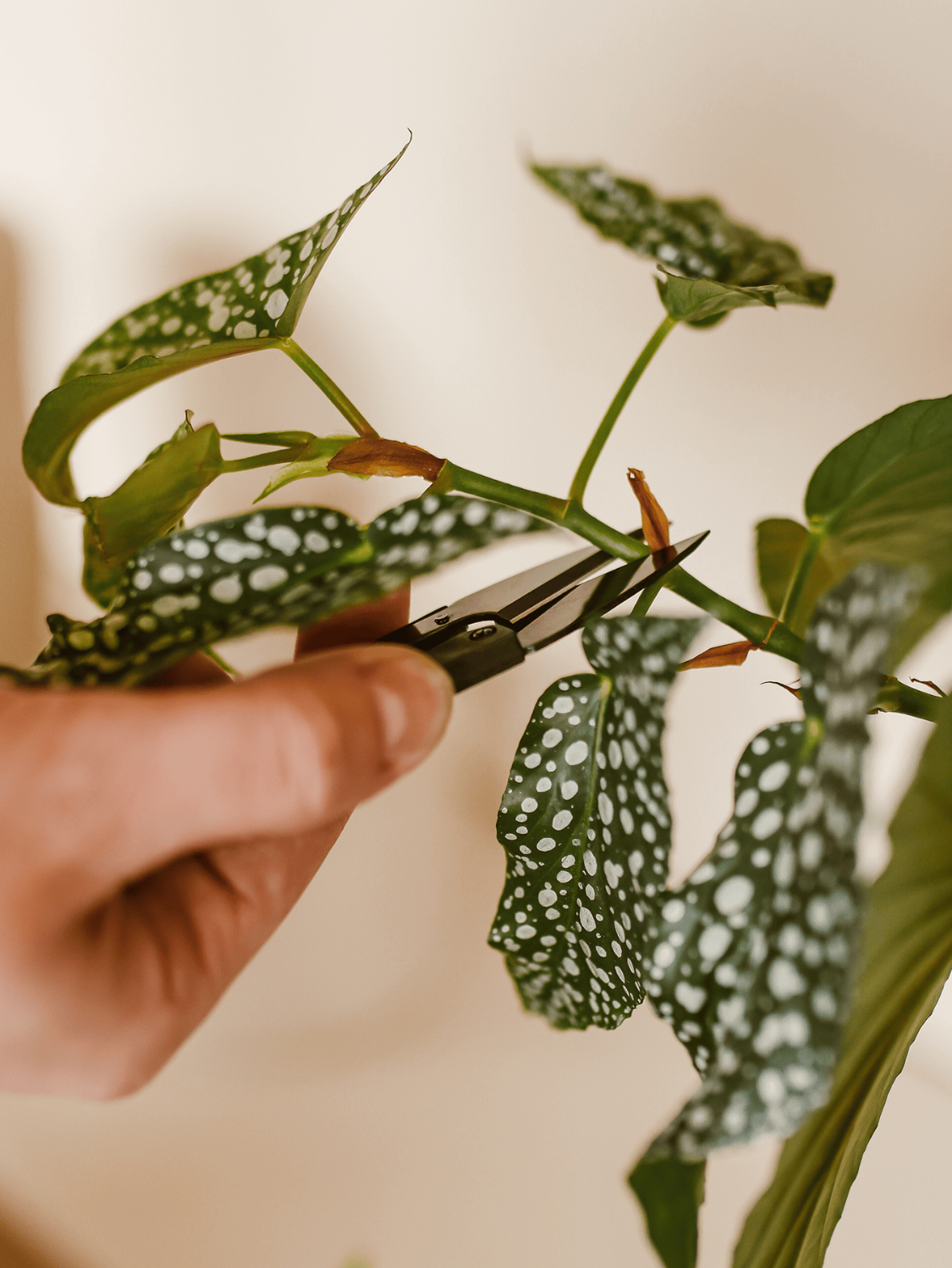 Mini Pruning Shears